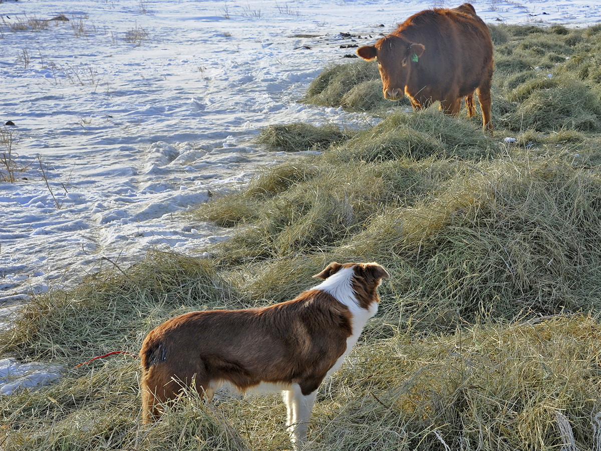 A working dog stands in some hay while a nearby cow feeds in winter.
