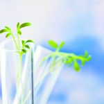 A stock photo of a small green plant in a test tube.