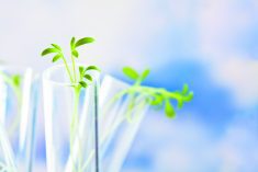 A stock photo of a small green plant in a test tube.