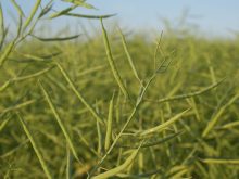 A close-up of green canola seed pods.