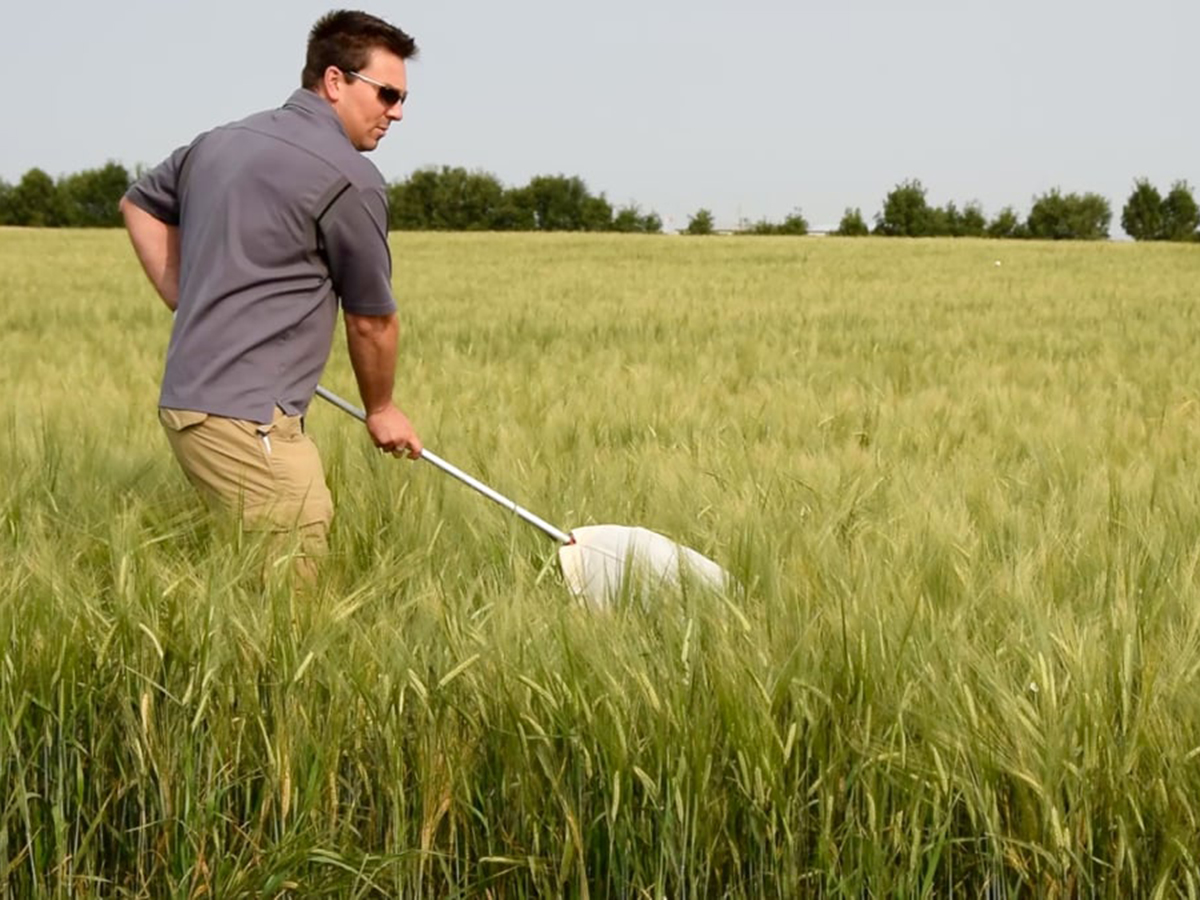 Tyler Wist recommends checking between 50 and 100 plant heads when scouting for aphids. | Jan Cote photo