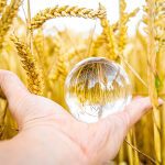A hand holding a round glass ball with a wheat crop in the background. The crop is upside down when viewed through the glass ball.