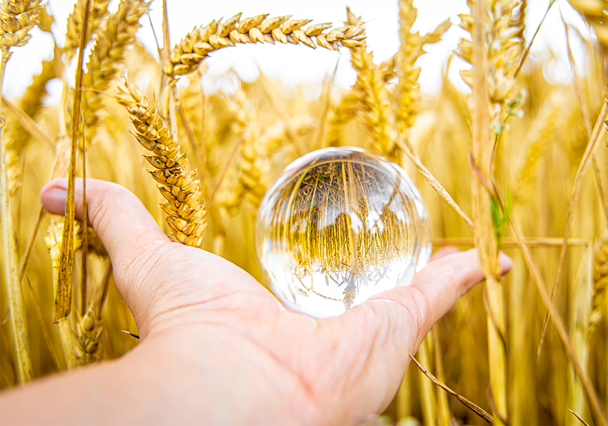 A hand holding a round glass ball with a wheat crop in the background. The crop is upside down when viewed through the glass ball.