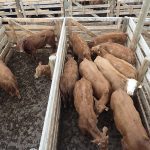 Cattle in pens shot from overhead.