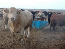 Cattle gathered around a water trough in a feedlot.