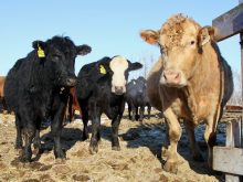 Low angle photo of cattle in a pen looking directly at the camera.