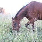 A lone horse grazes in a lush pasture.