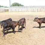 Four calves stand together in a pen.