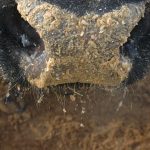 Close-up of a cow's nose covered in chop/feed.