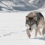 A lone wolf lopes across the snow.