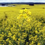 A lone yellow canola plant in full bloom with the field out of focus behind it.