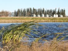 Bullrushes in the foreground with a large slough behind and some round grain bins on the opposite shore in the distance.