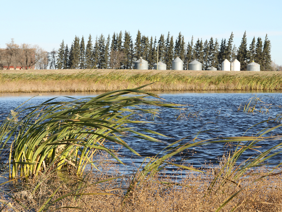 Bullrushes in the foreground with a large slough behind and some round grain bins on the opposite shore in the distance.