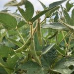 A low level shot of soybean plants.