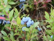 A close-up of some ripe blueberries on a bush.