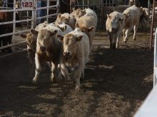 The Saskatchewan Cattlemen’s Association felt an increase in its checkoff was necessary as a way to deal with budget issues. | File photo