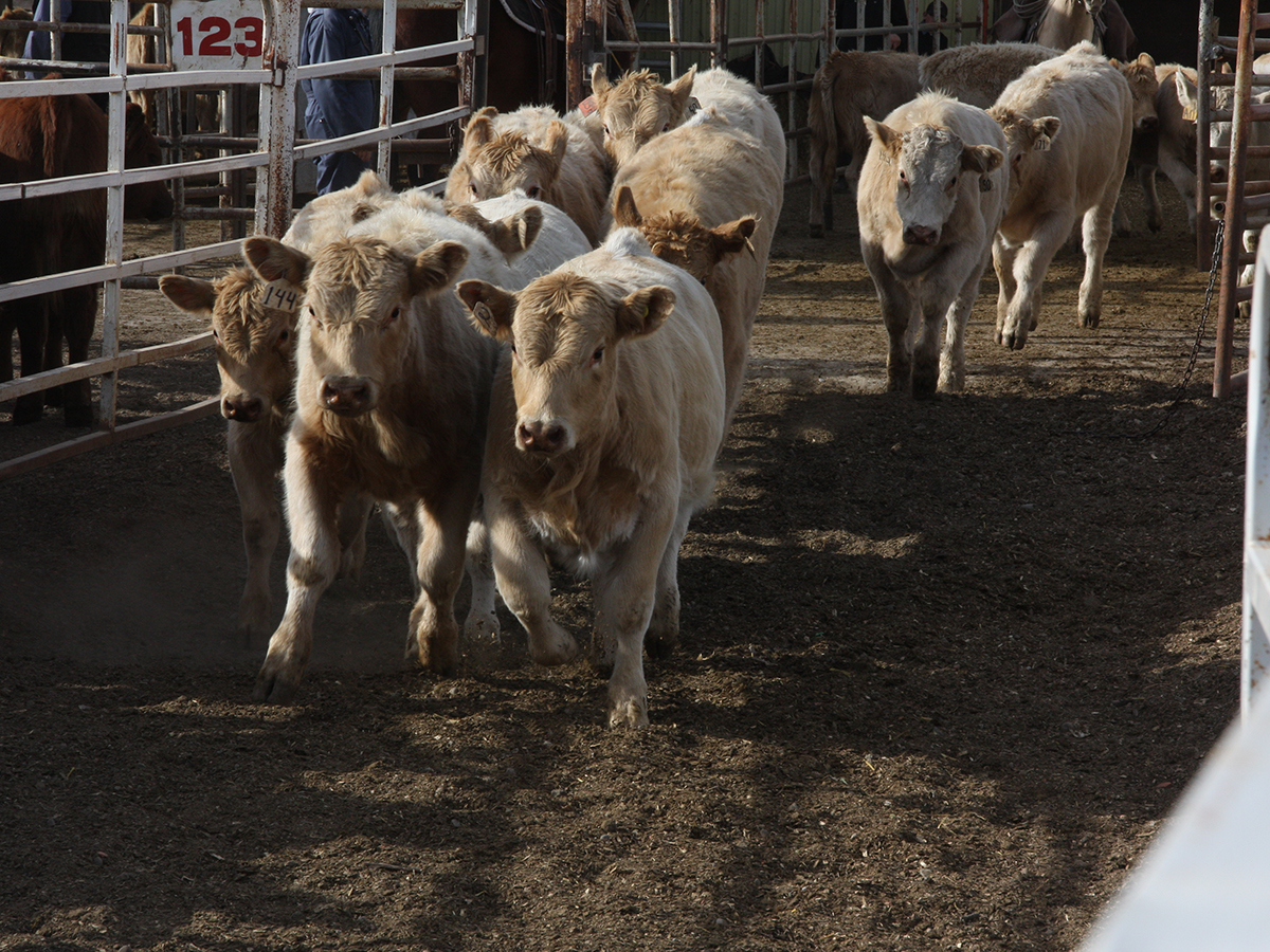 The Saskatchewan Cattlemen’s Association felt an increase in its checkoff was necessary as a way to deal with budget issues. | File photo