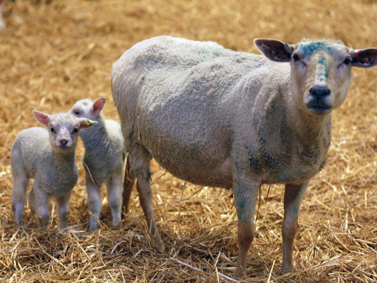 An ewe and two lambs look warily toward the camera.
