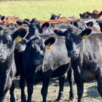 A group of black heifers stare at the camera.