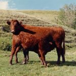 A red Saler calf suckles from its mother in a green pasture.
