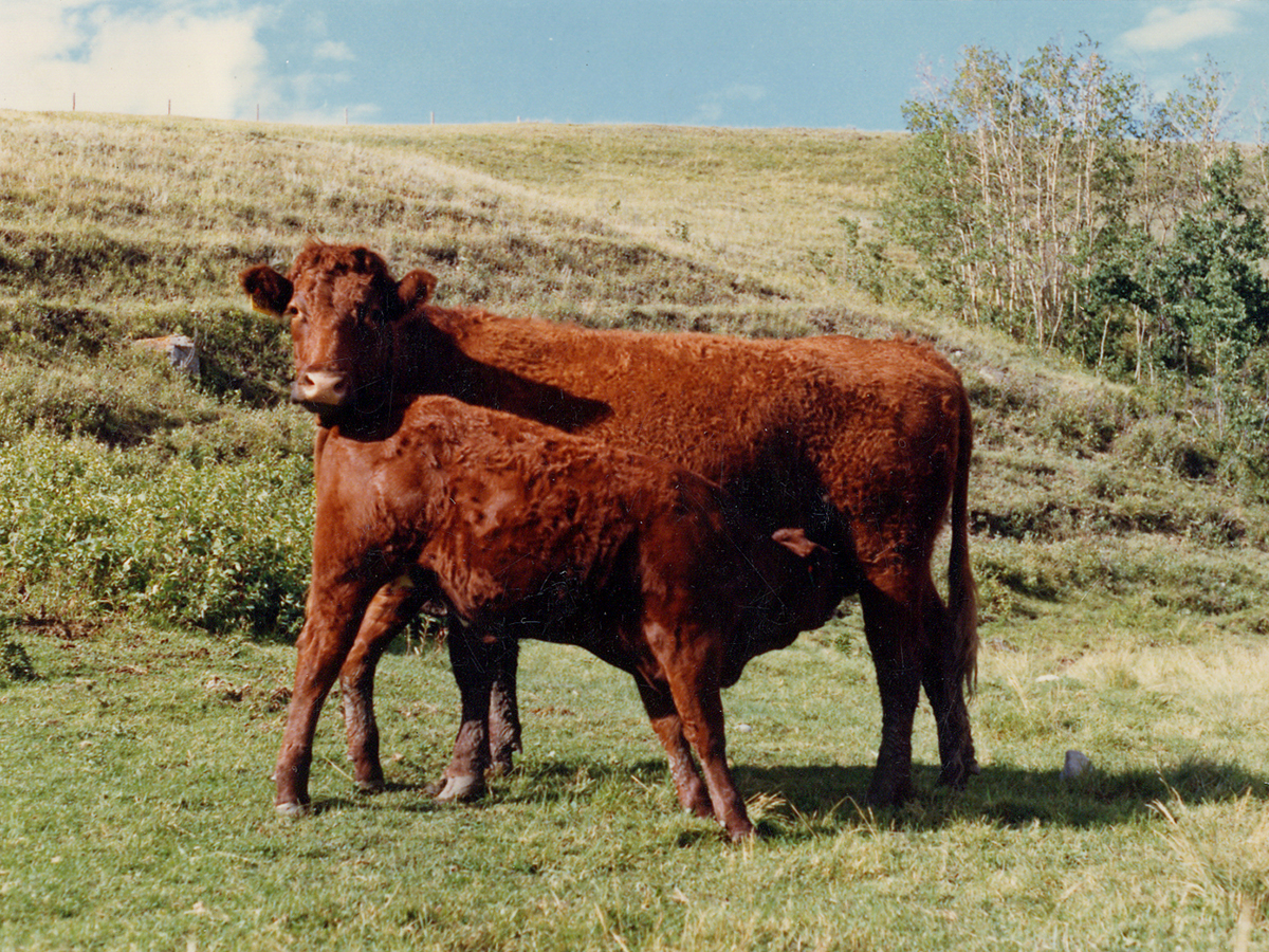 A red Saler calf suckles from its mother in a green pasture.