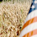 A field of ripe corn with an out-of-focus U.S. flag in the foreground.