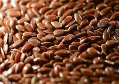 A close-up of flax seed.