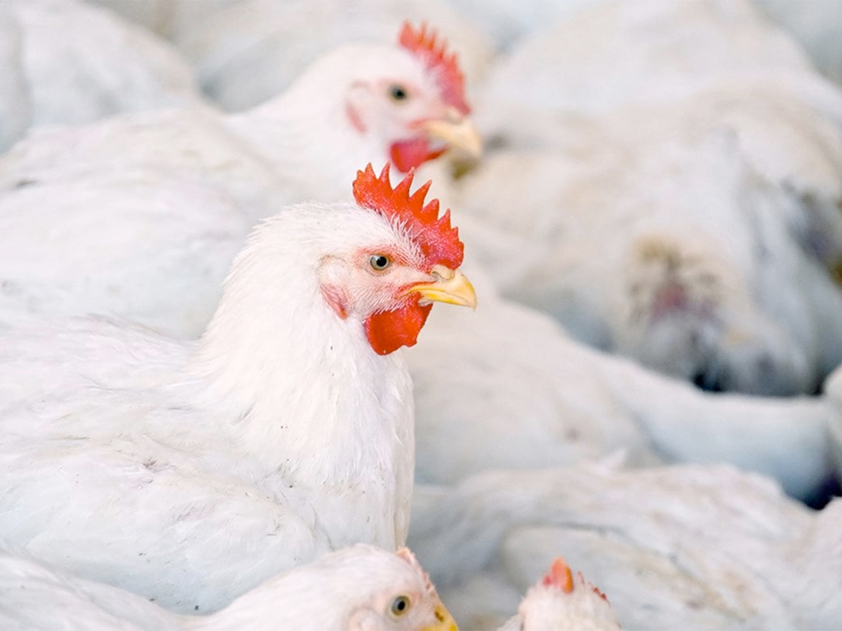 White chickens with red combs gathered together in a commercial indoor barn.