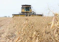 A ripe stand of yellow peas is in focus in the foreground while a combine is blurred in the background.