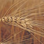 A close-up of the head of a ripe durum wheat plant.