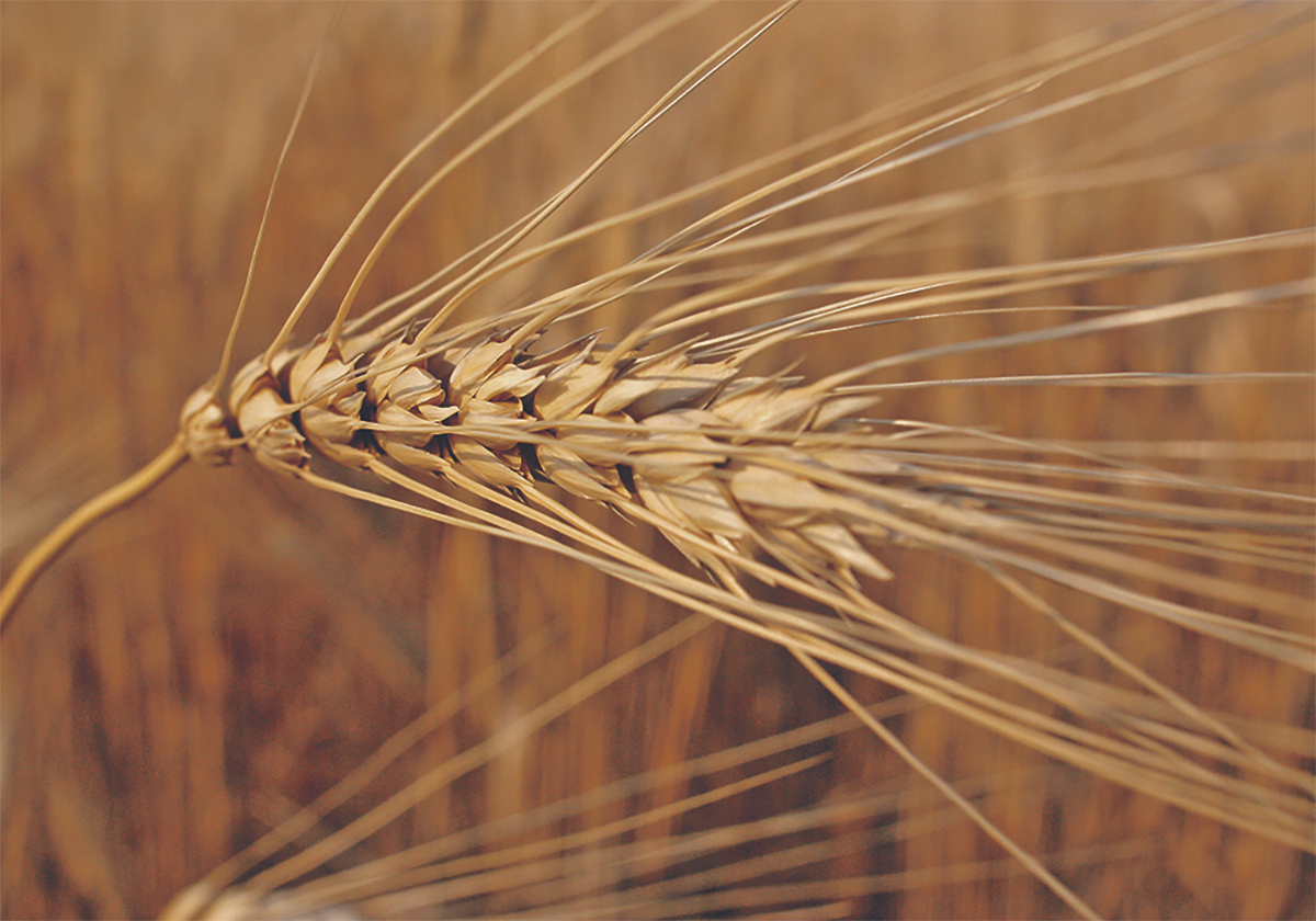 A close-up of the head of a ripe durum wheat plant.