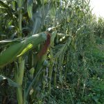 A corn field that's not quite ripe.