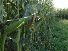 A corn field that's not quite ripe.