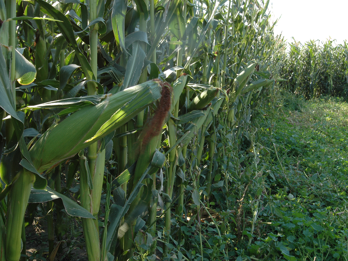 A corn field that's not quite ripe.