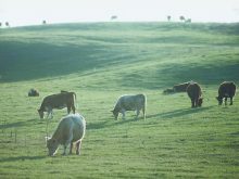 Cattle graze on lush green grass in a hilly pasture.