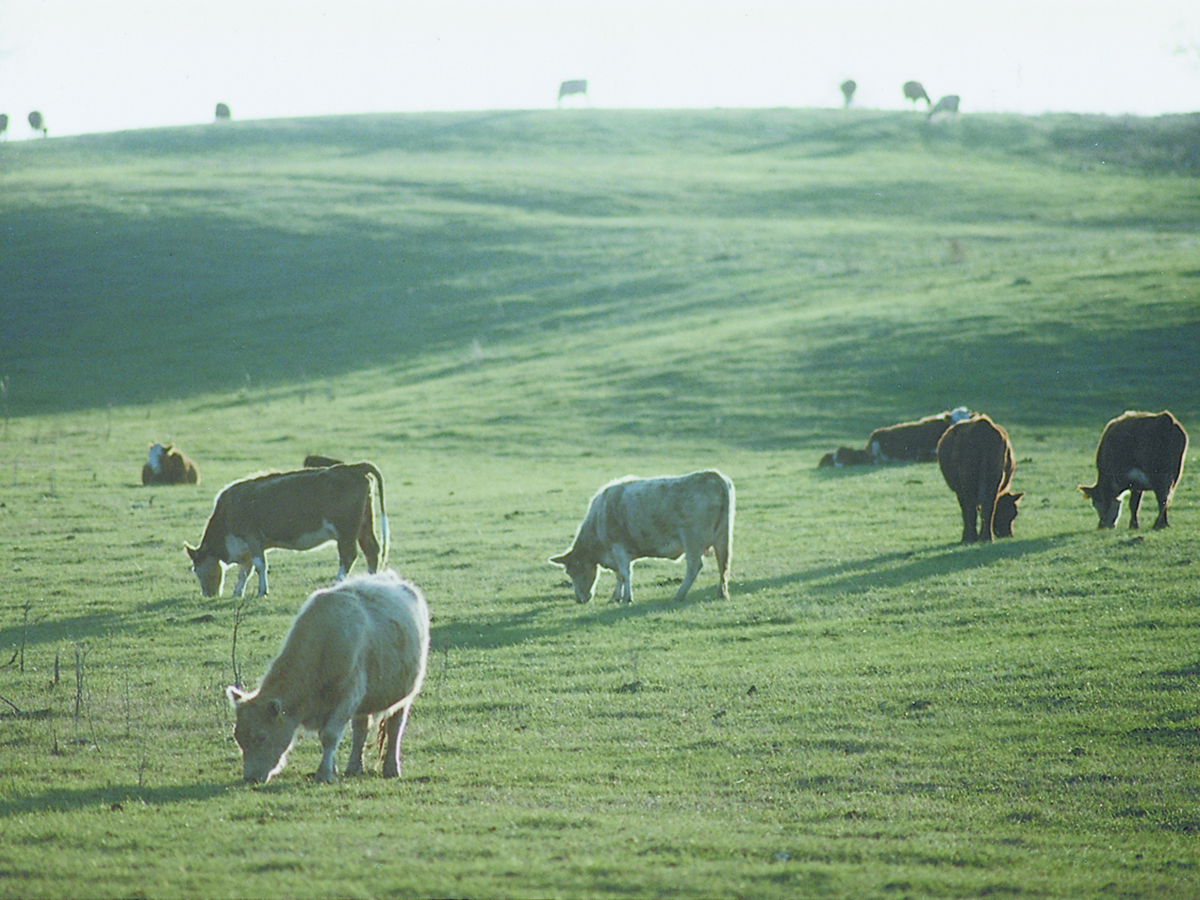 Cattle graze on lush green grass in a hilly pasture.