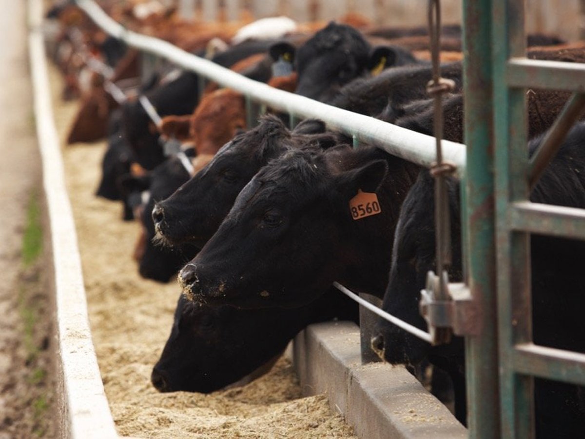 Black cattle stick their heads through a fence and eat chop from a concrete trough in a feedlot.