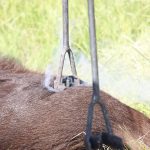 Close-up of a hot branding iron on a brown cow.
