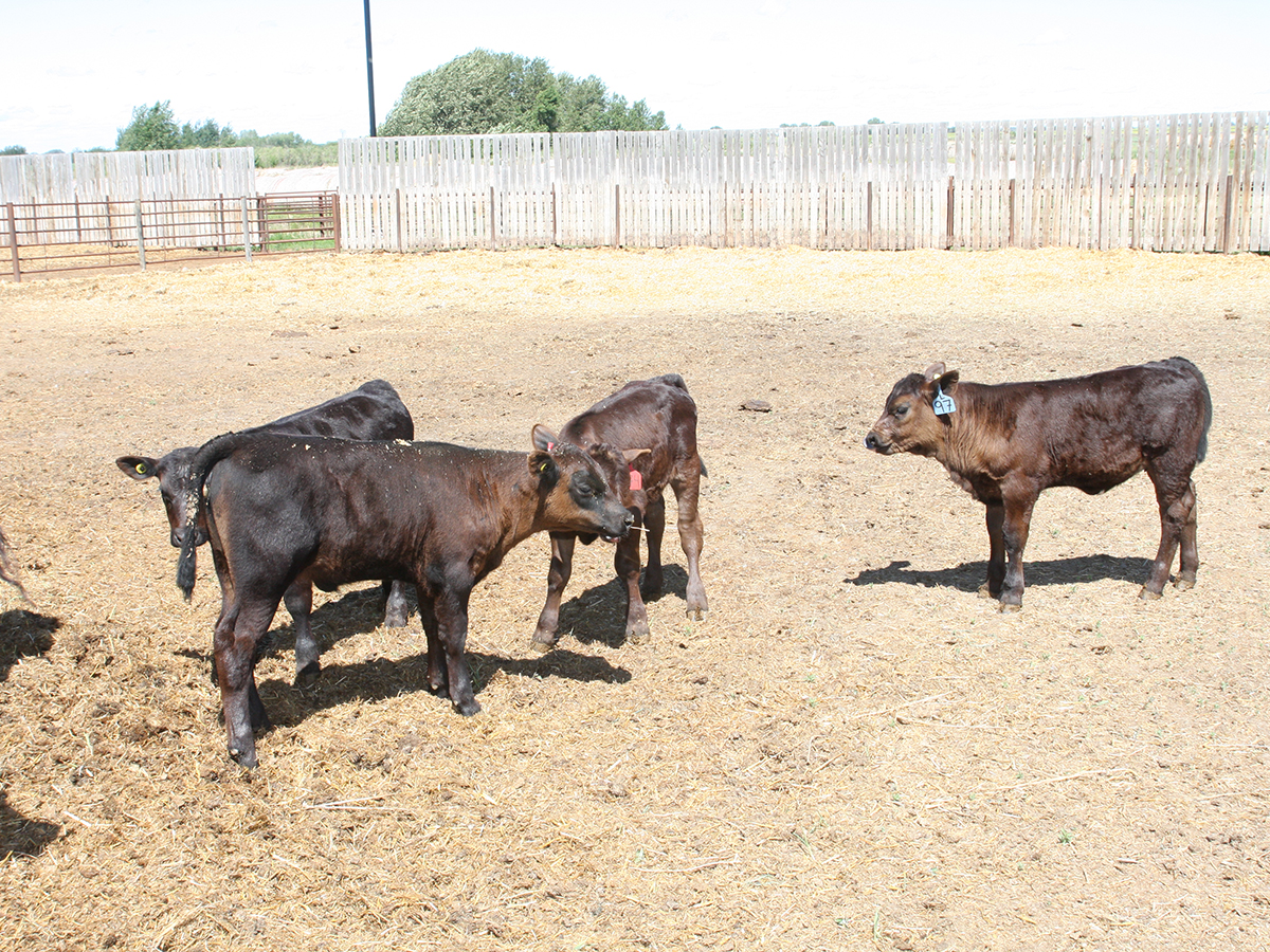 Four young calves stand together in a pen.