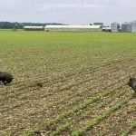 Two wild pigs run away in a green field with a farm in the background.