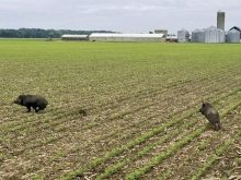 Two wild pigs run away in a green field with a farm in the background.
