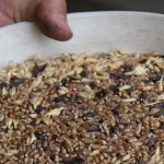 A sample of wheat showing ergot and trash being held in a white plastic container.