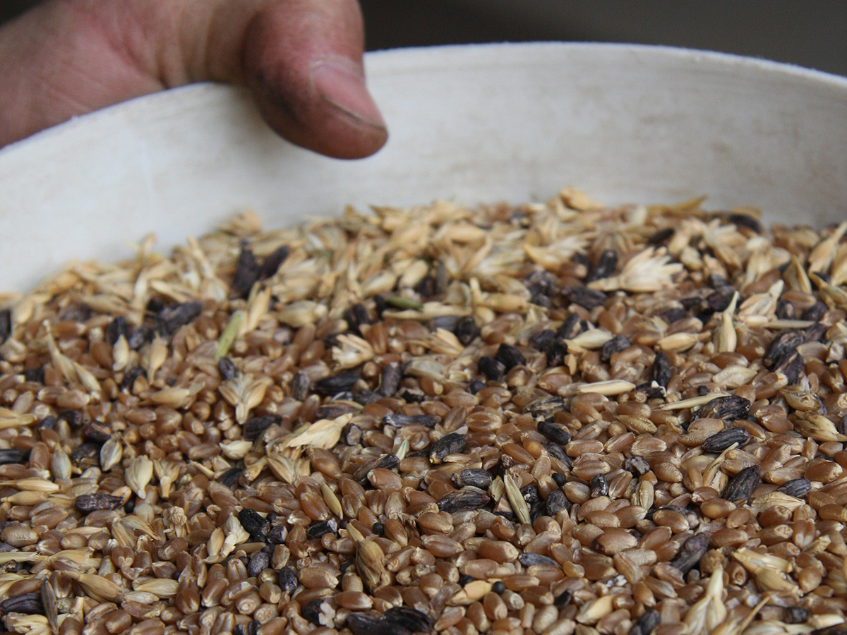 A sample of wheat showing ergot and trash being held in a white plastic container.