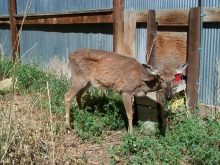 A visibly thin and unwell deer stands near a watering bowl in a pen.