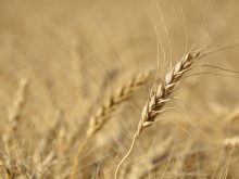 A head of wheat in focus with its field in the background.