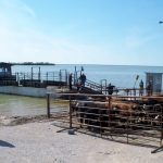 A barge is being used to move cattle to pasture during flooding in Manitoba in 2011.