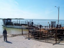A barge is being used to move cattle to pasture during flooding in Manitoba in 2011.