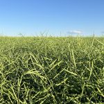 A low-level photo of a green canola field prior to blooming.