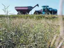 Drought-ravaged canola with a tractor and grain wagon in the background.