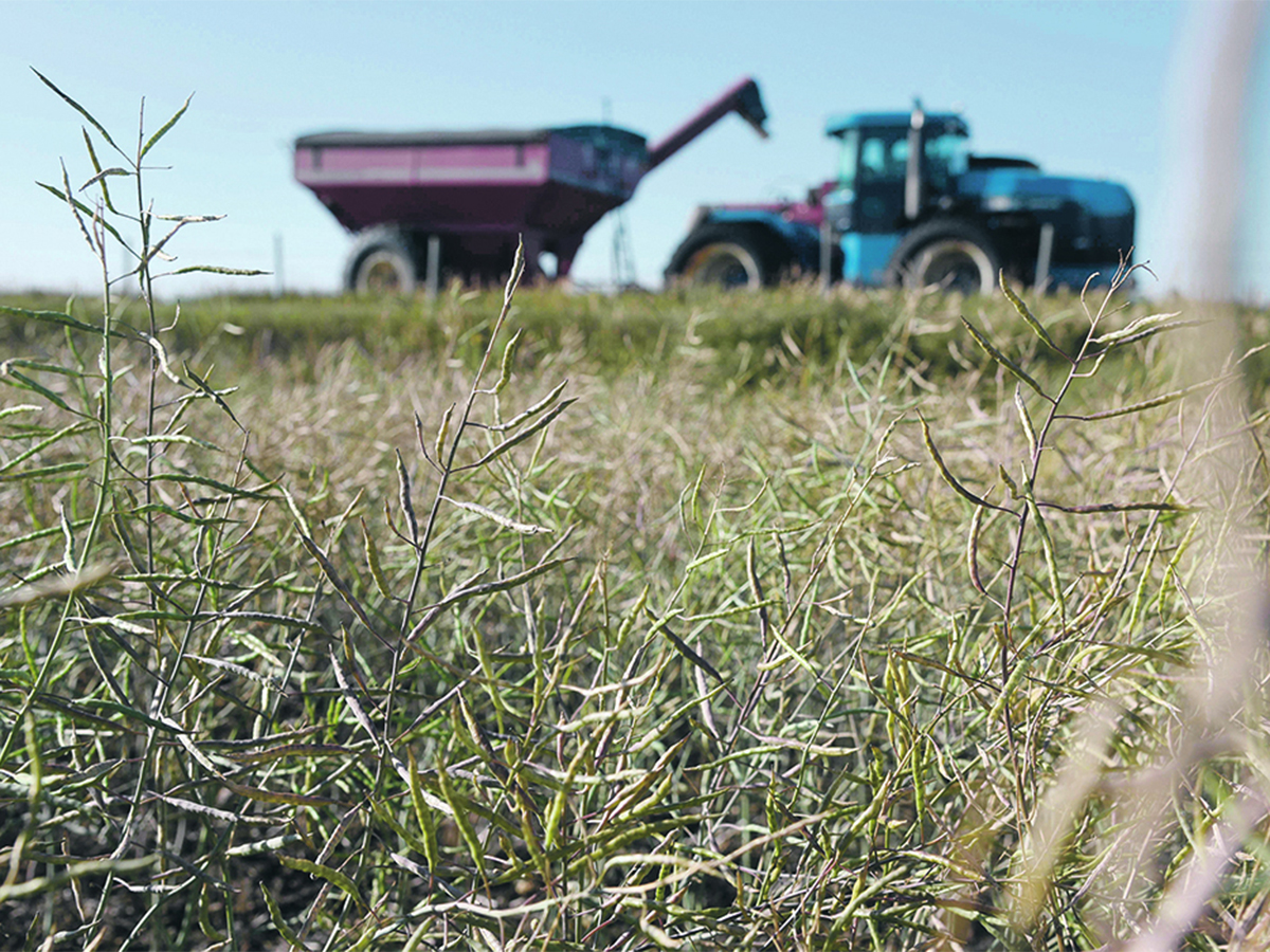 Drought-ravaged canola with a tractor and grain wagon in the background.